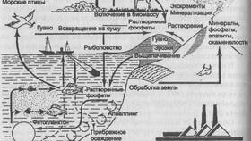 Чем пополнить дефицит фосфора в организме в Нью Йоркер